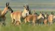 Herd of Mongolian gazelle