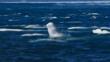 A group of beluga whales at arctic sea surface