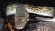 Close-up of an amethystine python