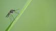 Mosquito on a blade of grass