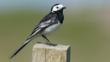 Pied wagtail perched on fence post