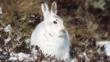 Mountain hare in white winter coat stting on dark ground
