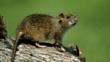 Brown rat standing on a log