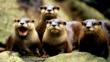 A small group of oriental clawed otters facing the camera