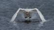 Mute swan standing in shallow water, stretching its wings