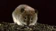 A bank vole