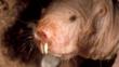 Portrait of a naked mole rat worker