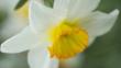 Close-up of a daffodil flower