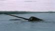 Narwhal swims through a crack in the pack ice