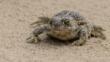 A natterjack toad