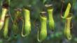 Aerial pitcher plants in Borneo