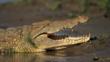 Nile crocodile with jaws open