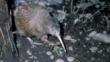 Brown kiwi walking on ground