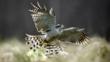 A female northern goshawk flying