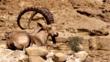 A Nubian ibex in the Judian Desert, Israel