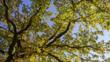 Old English oak tree's leaves in autumn colours