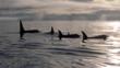 A pod of orcas out at sea at dawn