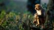 Assamese macaque sitting on tree vegetation