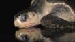 Olive ridley turtle on wet sand with a reflection of the turtle visible