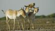 Three Asiatic wild asses