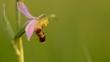 Close-up of a bee orchid flower