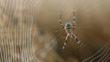 Wasp spider in its web with dewdrops