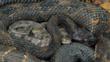 Ovoviviparous