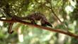 A long-tailed pangolin in the rainforest canopy