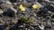 Arctic poppies growing on Ellesmere Is. Canada