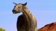 Close-up of a Paraceratherium walking in the desert