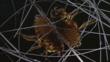 Parasitic