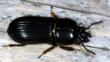 A bess beetle