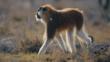 Patas monkey walking