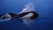 Peale's dolphin at the surface of water