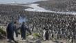 A very large king penguin colony
