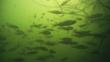 A shoal of perch in murky water