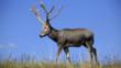 A Père David's deer with magnificent antlers