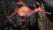 A weedy sea dragon