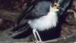 Bare-headed Rockfowl with fluffed feathers