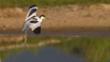 Avocet landing in water