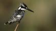 Pied kingfisher perched on branch