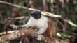 Pied tamarin clinging to tree branch