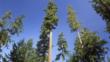 Looking up at old growth Douglas fir trees