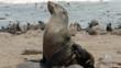Cape fur seal on rock with colony behind