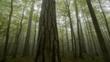 Black pines and beech trees in the mist