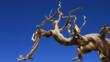 A bristlecone pine branch