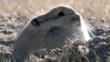 Plateau pika sitting on the ground