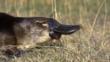 Profile of a duck-billed platypus