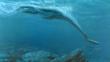A long-necked plesiosaur hunts a shark in shallow waters