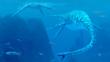Two prehistoric marine reptiles (Elasmosaurus) catching fish underwater
